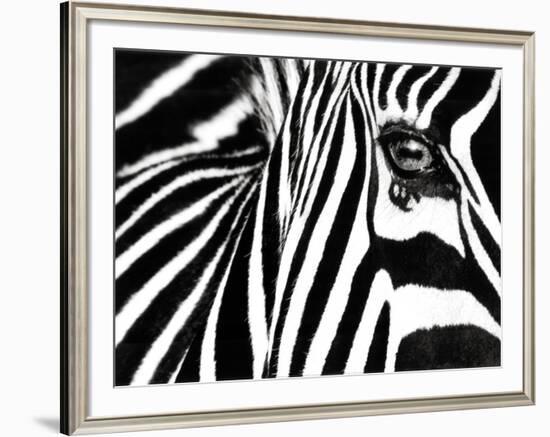 Black & White II (Zebra)-Rocco Sette-Framed Art Print