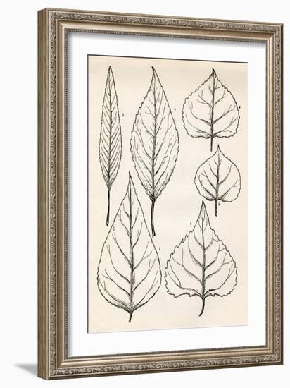 Black & White Leaf Engravings-null-Framed Art Print