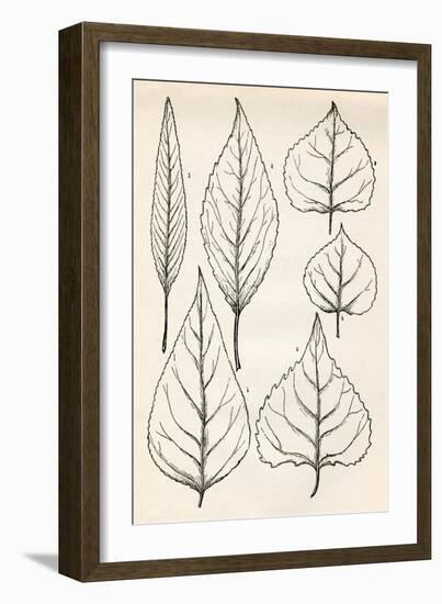 Black & White Leaf Engravings-null-Framed Art Print