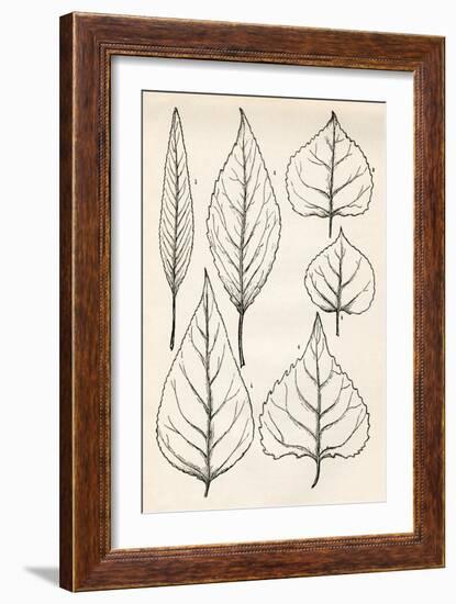 Black & White Leaf Engravings-null-Framed Art Print