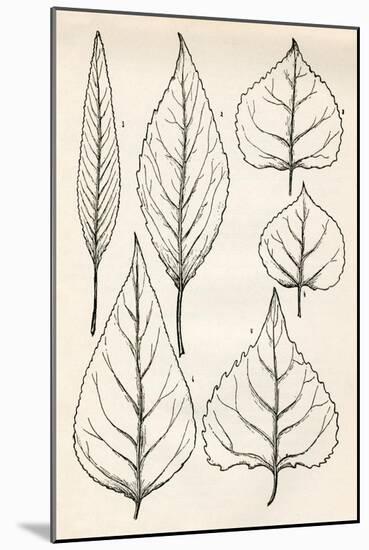Black & White Leaf Engravings-null-Mounted Art Print