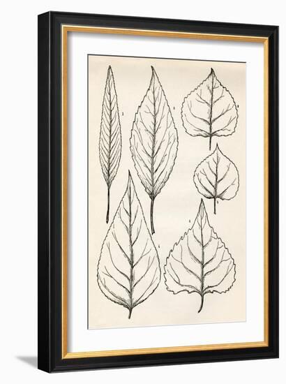 Black & White Leaf Engravings-null-Framed Art Print