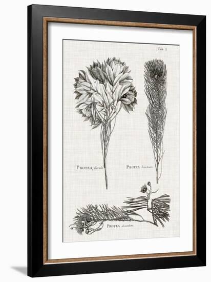 Black & White Protea on Linen I-Vision Studio-Framed Art Print