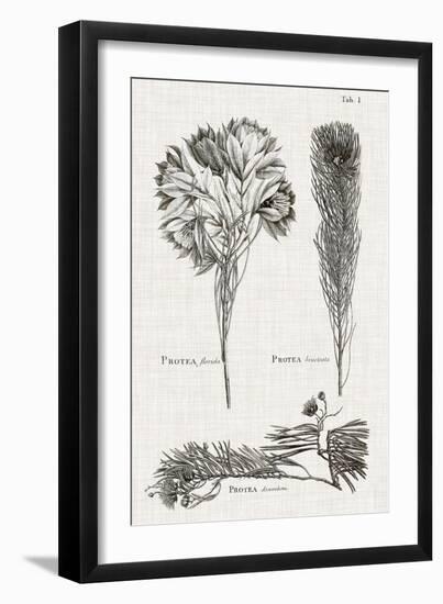 Black & White Protea on Linen I-Vision Studio-Framed Art Print