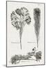 Black & White Protea on Linen I-Vision Studio-Mounted Art Print
