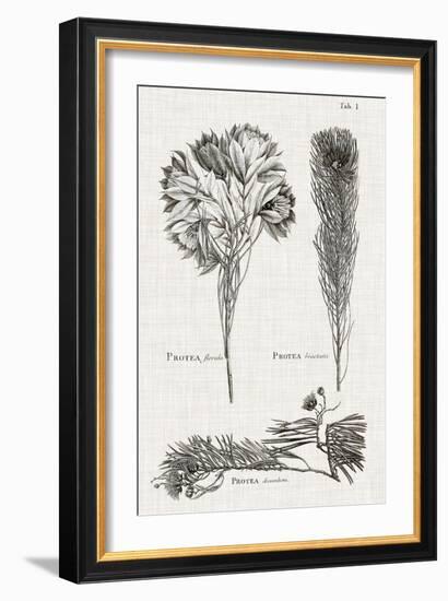 Black & White Protea on Linen I-Vision Studio-Framed Premium Giclee Print