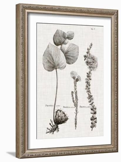 Black & White Protea on Linen II-Vision Studio-Framed Art Print