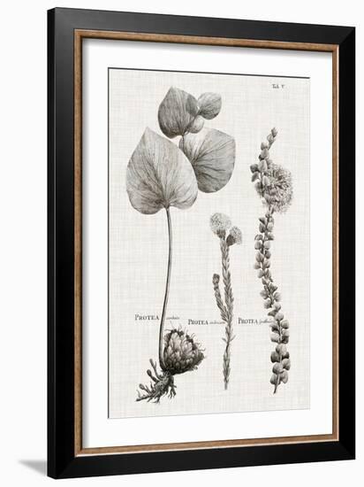 Black & White Protea on Linen II-Vision Studio-Framed Art Print