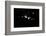 black / white recording, Bokeh-Benjamin Engler-Framed Photographic Print