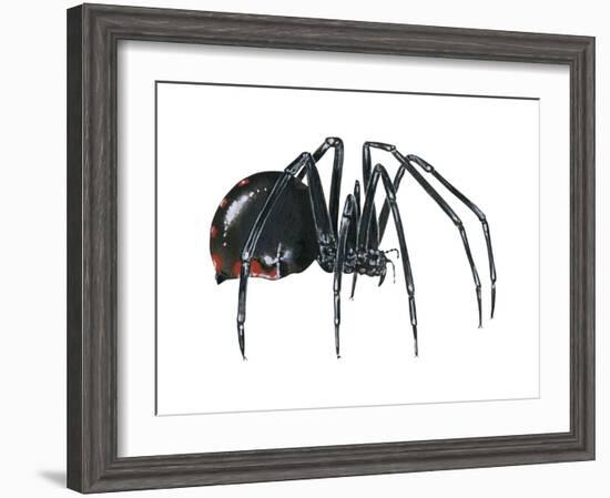 Black Widow (Latrodectus), Spider, Arachnids-Encyclopaedia Britannica-Framed Art Print