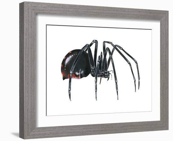 Black Widow (Latrodectus), Spider, Arachnids-Encyclopaedia Britannica-Framed Art Print