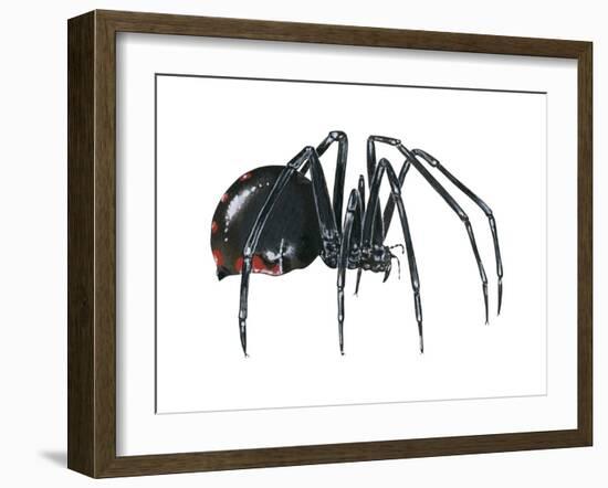 Black Widow (Latrodectus), Spider, Arachnids-Encyclopaedia Britannica-Framed Art Print