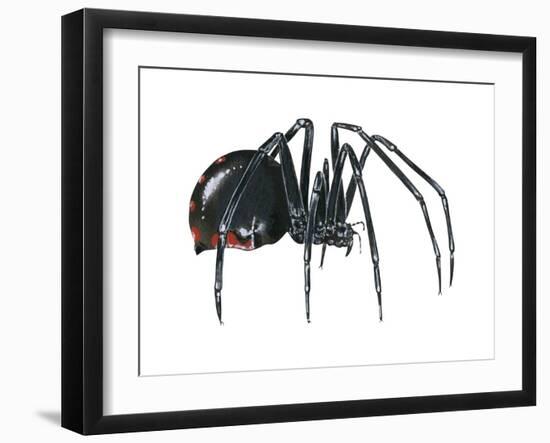 Black Widow (Latrodectus), Spider, Arachnids-Encyclopaedia Britannica-Framed Art Print