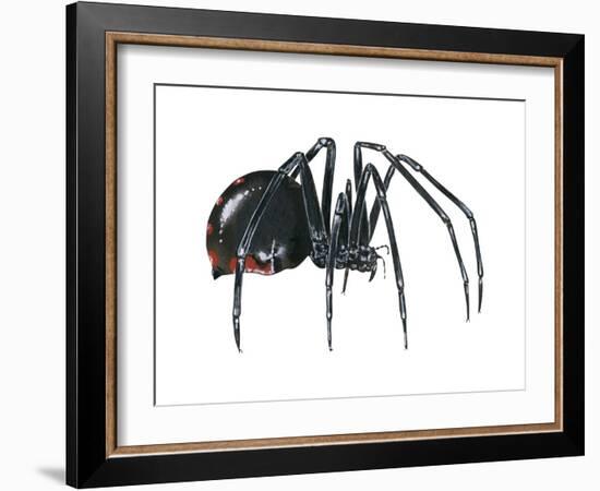 Black Widow (Latrodectus), Spider, Arachnids-Encyclopaedia Britannica-Framed Art Print