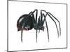 Black Widow (Latrodectus), Spider, Arachnids-Encyclopaedia Britannica-Mounted Art Print