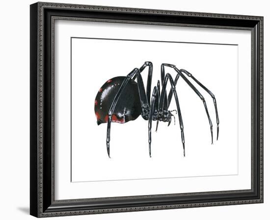 Black Widow (Latrodectus), Spider, Arachnids-Encyclopaedia Britannica-Framed Art Print