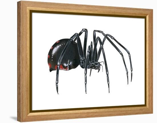 Black Widow (Latrodectus), Spider, Arachnids-Encyclopaedia Britannica-Framed Stretched Canvas