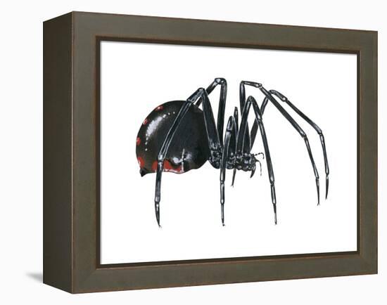 Black Widow (Latrodectus), Spider, Arachnids-Encyclopaedia Britannica-Framed Stretched Canvas