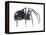 Black Widow (Latrodectus), Spider, Arachnids-Encyclopaedia Britannica-Framed Stretched Canvas