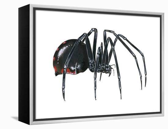 Black Widow (Latrodectus), Spider, Arachnids-Encyclopaedia Britannica-Framed Stretched Canvas