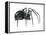 Black Widow (Latrodectus), Spider, Arachnids-Encyclopaedia Britannica-Framed Stretched Canvas