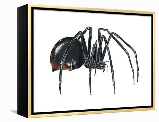 Black Widow (Latrodectus), Spider, Arachnids-Encyclopaedia Britannica-Framed Stretched Canvas