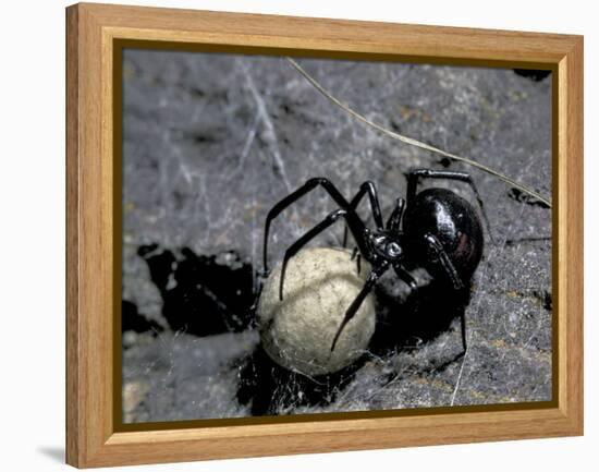 Black Widow Spider and Egg, Machu Picchu, Peru-Andres Morya-Framed Premier Image Canvas