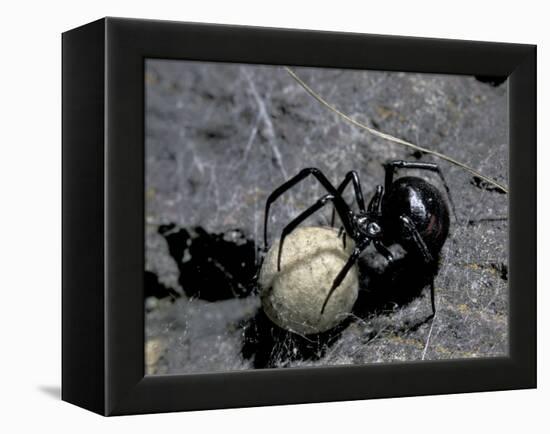 Black Widow Spider and Egg, Machu Picchu, Peru-Andres Morya-Framed Premier Image Canvas