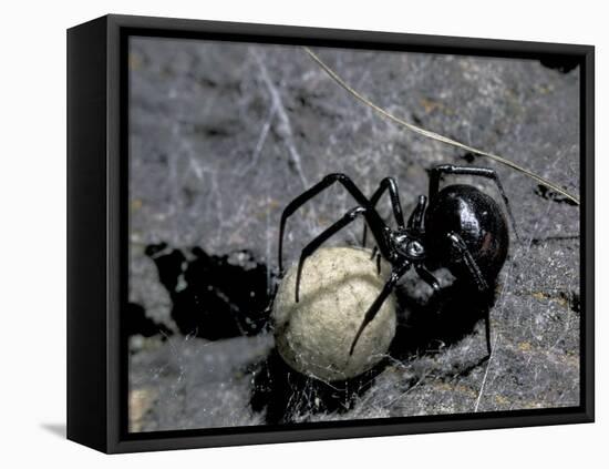 Black Widow Spider and Egg, Machu Picchu, Peru-Andres Morya-Framed Premier Image Canvas