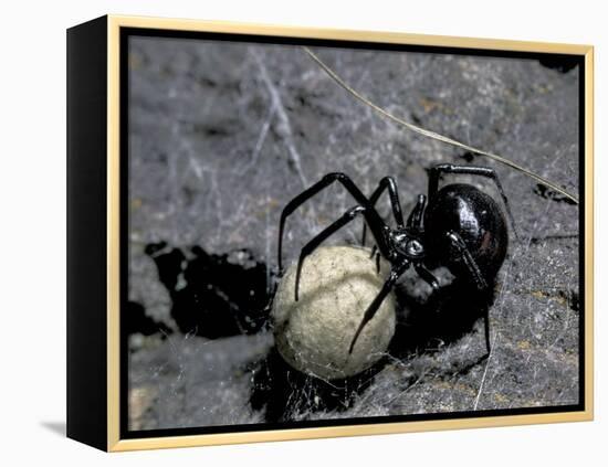 Black Widow Spider and Egg, Machu Picchu, Peru-Andres Morya-Framed Premier Image Canvas