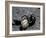 Black Widow Spider and Egg, Machu Picchu, Peru-Andres Morya-Framed Photographic Print