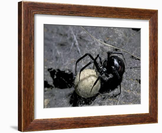 Black Widow Spider and Egg, Machu Picchu, Peru-Andres Morya-Framed Photographic Print