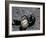 Black Widow Spider and Egg, Machu Picchu, Peru-Andres Morya-Framed Photographic Print