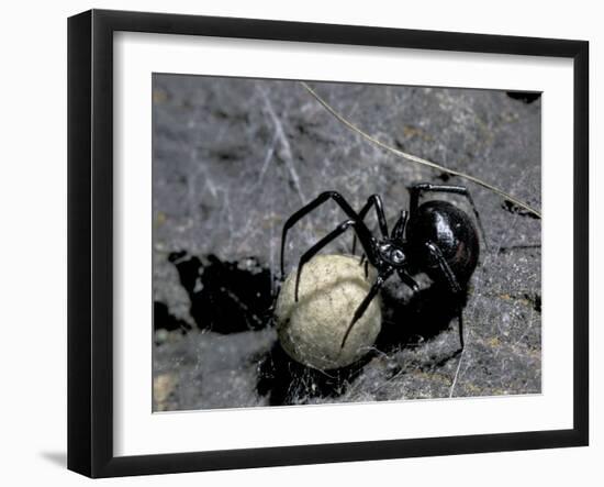 Black Widow Spider and Egg, Machu Picchu, Peru-Andres Morya-Framed Photographic Print