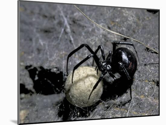 Black Widow Spider and Egg, Machu Picchu, Peru-Andres Morya-Mounted Photographic Print