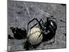 Black Widow Spider and Egg, Machu Picchu, Peru-Andres Morya-Mounted Photographic Print