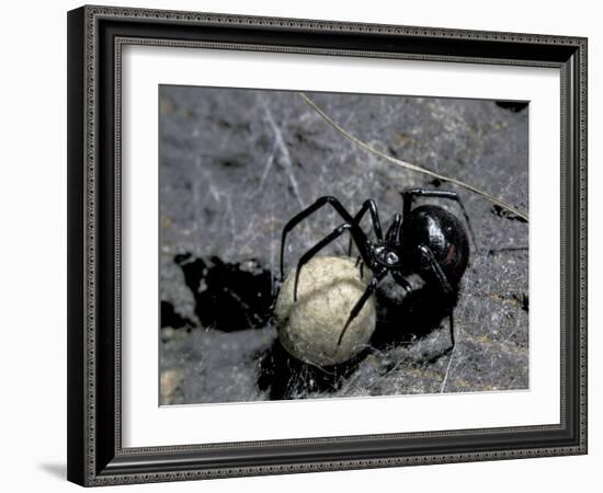 Black Widow Spider and Egg, Machu Picchu, Peru-Andres Morya-Framed Photographic Print