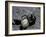 Black Widow Spider and Egg, Machu Picchu, Peru-Andres Morya-Framed Photographic Print