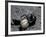 Black Widow Spider and Egg, Machu Picchu, Peru-Andres Morya-Framed Photographic Print