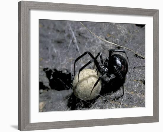 Black Widow Spider and Egg, Machu Picchu, Peru-Andres Morya-Framed Photographic Print