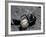 Black Widow Spider and Egg, Machu Picchu, Peru-Andres Morya-Framed Photographic Print