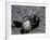 Black Widow Spider and Egg, Machu Picchu, Peru-Andres Morya-Framed Photographic Print