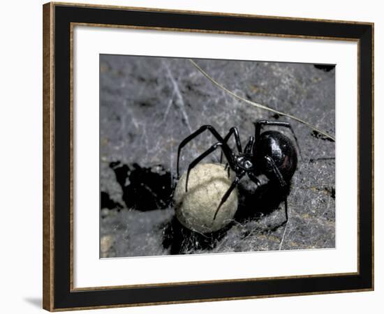 Black Widow Spider and Egg, Machu Picchu, Peru-Andres Morya-Framed Photographic Print