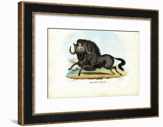Black Wildebeest, 1863-79-Raimundo Petraroja-Framed Giclee Print