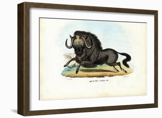 Black Wildebeest, 1863-79-Raimundo Petraroja-Framed Giclee Print