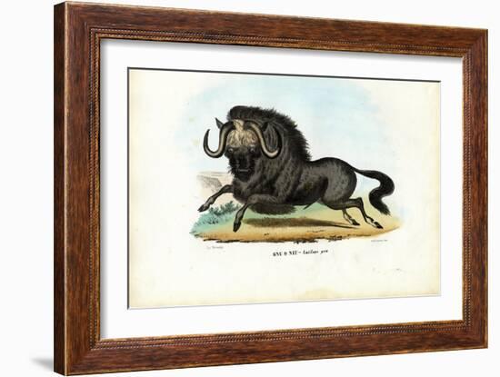 Black Wildebeest, 1863-79-Raimundo Petraroja-Framed Giclee Print