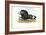 Black Wildebeest, 1863-79-Raimundo Petraroja-Framed Giclee Print