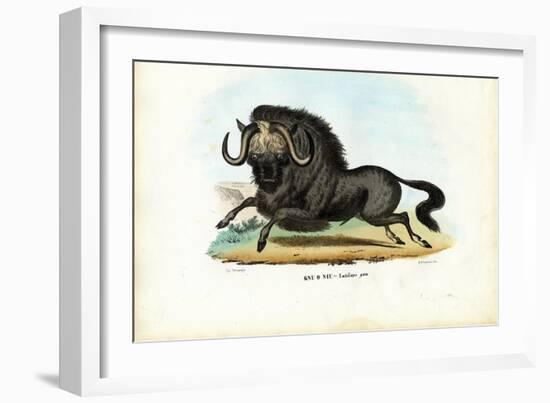 Black Wildebeest, 1863-79-Raimundo Petraroja-Framed Giclee Print