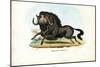 Black Wildebeest, 1863-79-Raimundo Petraroja-Mounted Giclee Print