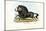 Black Wildebeest, 1863-79-Raimundo Petraroja-Mounted Giclee Print